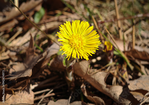 Foto Close-up of coltsfoot (Tussilago farfara) blooming among dry leaves on the forest floor in early spring in the Bükk Mountains, Hungary