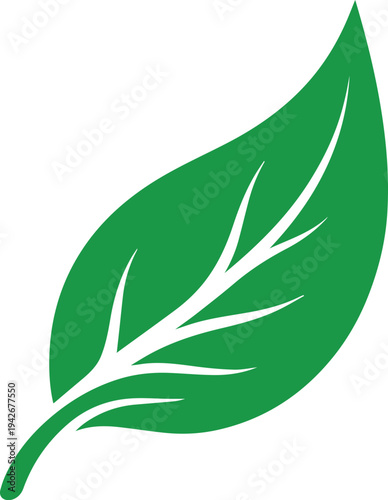A green leaf with white veins on a plain white background Vector, illustration