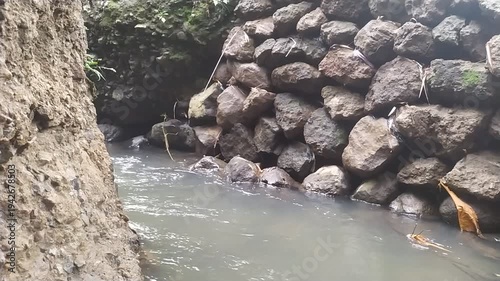 Water Strider Gliding on Rippling Stream Surface by Rocky Bank and Stone Wall