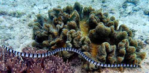 Obraz na płótnie Philippines sea life