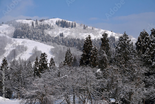 Snow-covered trees in Niigata prefecture, Japan, during winter
