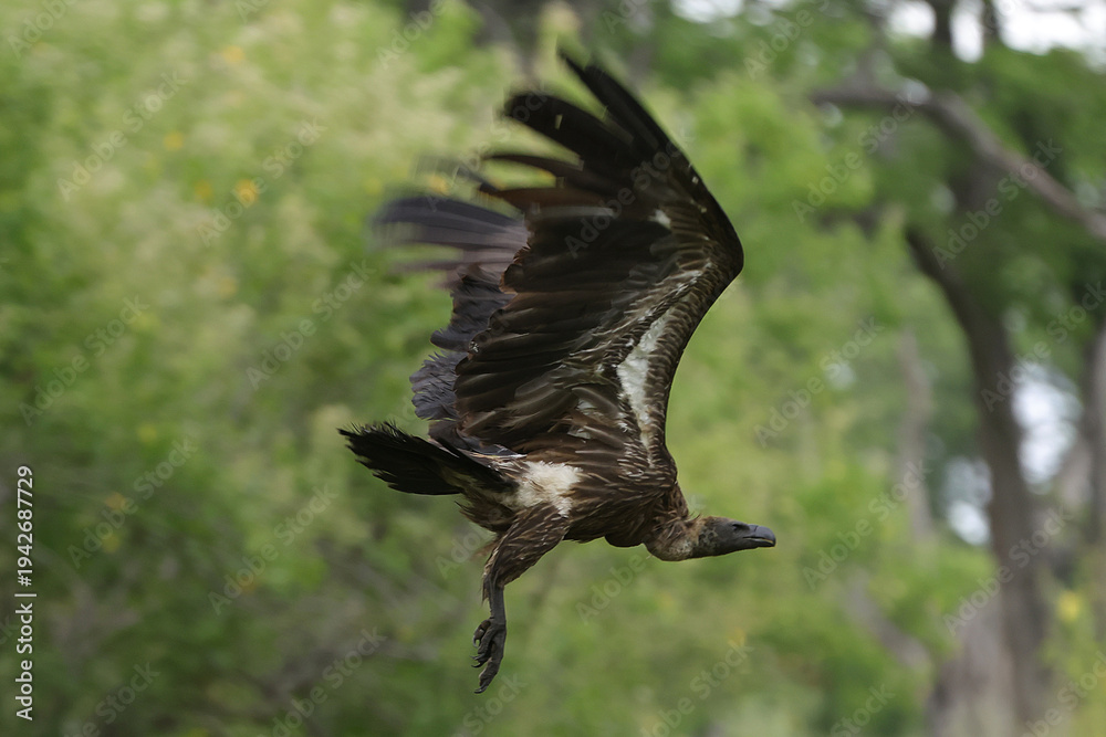Fototapeta premium Vulture in flight