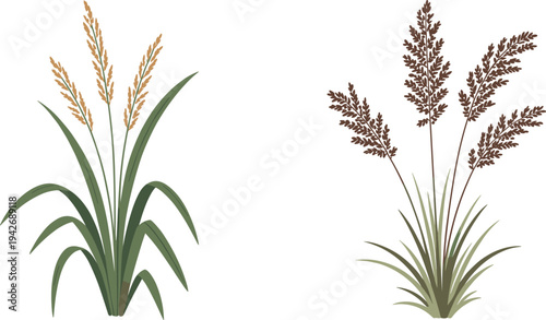 Two stylized grass plants with green and brown seed heads on a white background nature botanical