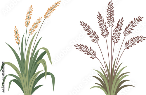 Two stylized grass plants with green leaves and golden or brown seed heads on a white background nature