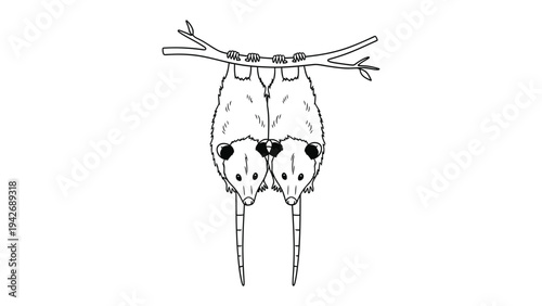 Possum Perch: Two possums rest peacefully, clinging to a branch in this detailed and captivating illustration. 