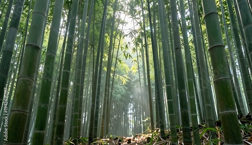 Serene Bamboo Forest Sunlight