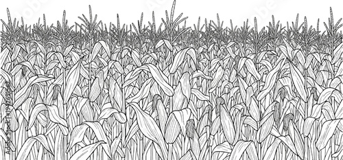 A detailed line drawing depicts a dense field of corn stalks under a white sky