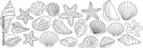 Seashell collection line art illustration set minimalist black white design elements vector