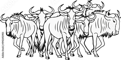 A herd of wildebeest with curved horns and striped bodies walks forward