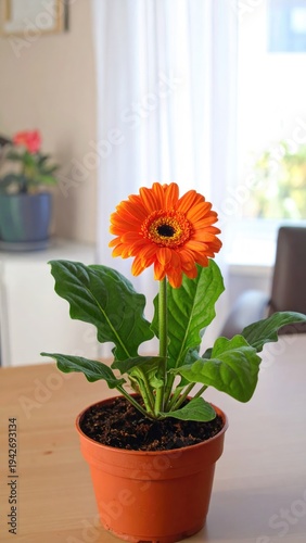 Orange gerbera daisy in a brown pot, natural light, indoors
