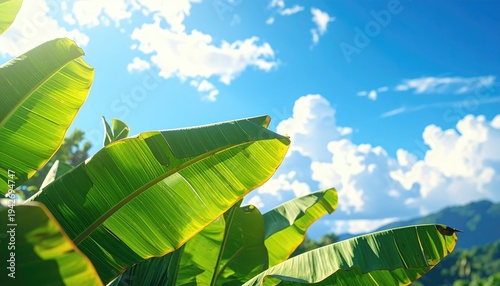 Lush green leaves reach towards a bright blue sky with fluffy clouds