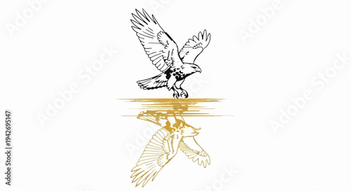 A black and white bird of prey is captured mid-flight above a golden reflection