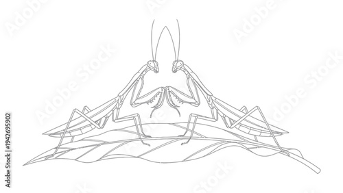Two Praying Mantis Illustration: A detailed line drawing of two praying mantises facing each other in a delicate, symmetrical pose, perched atop a textured leaf.