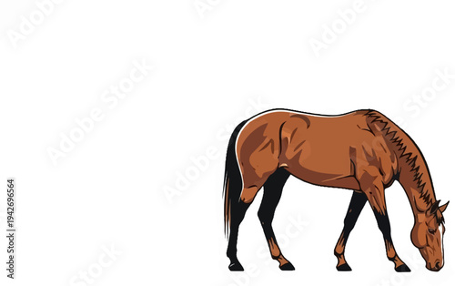 A brown horse grazes with its head lowered against a white background