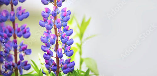 Close-up of vibrant purple and pink lupine flowers blooming in a garden with soft green foliage. Banner, with free space