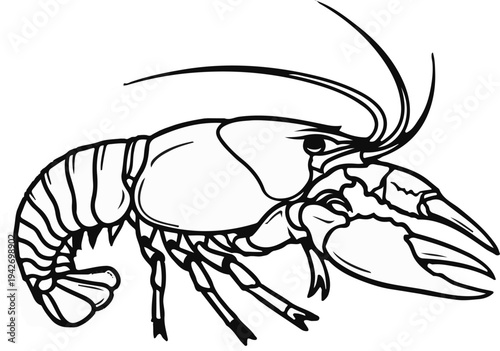 A black and white line drawing of a crayfish, facing right, with antennae
