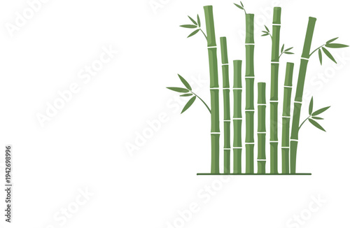 A cluster of tall green bamboo stalks with leaves on a white background