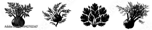 Fennel's Roots: A Black and White Illustration of a Plant in a Vase