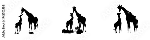Maternal bond in the wild: A silhouette of two giraffes, one adult and one young, against a white background.