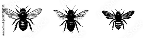 Silhouette of a bee, black and white