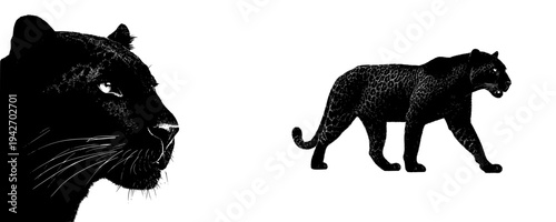 The Regal Panther's Majesty