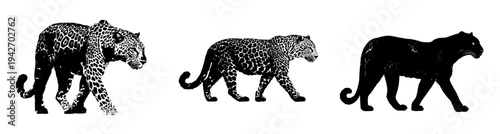Silent Stalker: The Leopard's Elegant Silhouette