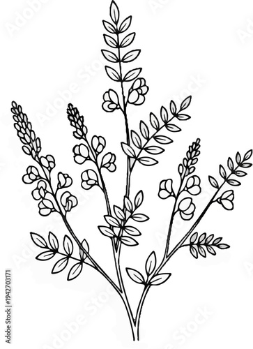 Delicate black and white sketch of a flowering plant with multiple branches and leaves