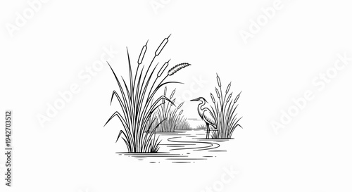 Line drawing of a heron standing in shallow water surrounded by reeds