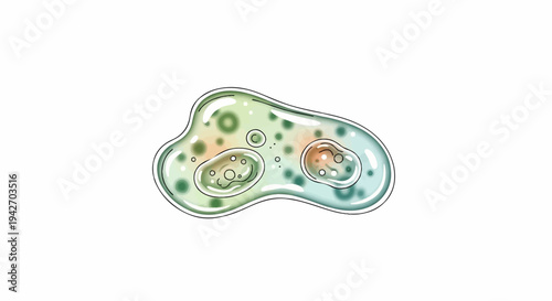 Microscopic amoeba with internal structures and organic shapes