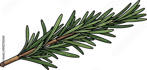 A single sprig of fresh green rosemary with tiny water droplets, isolated on white