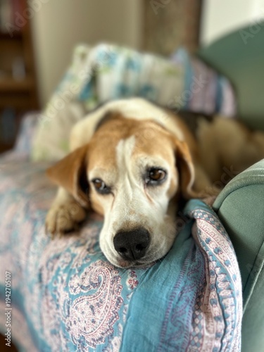 Fotografie Lucy the Beagle lazing on the couch