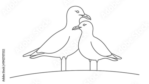 Seagulls Affection: Depicting a pair of seagulls in a tender embrace, showcasing the beauty and serenity of avian affection and the unique bond between the birds.