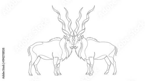 Kudu Bulls Confrontation: Two majestic kudu bulls, their impressive spiral horns locked in a powerful display of dominance, engage in a dramatic confrontation.