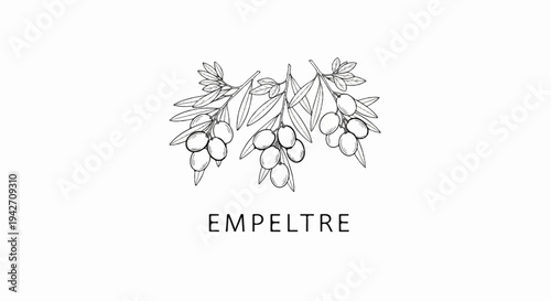 Elegant black and white illustration of olive branches with text below