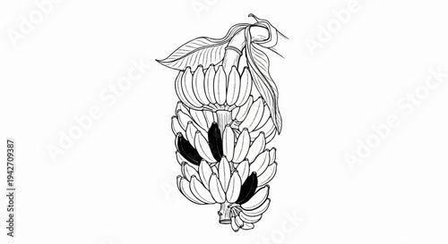 Line drawing of a bunch of bananas with leaves and some darkened fruit