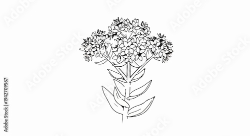 Delicate sketch of a flowering plant with clustered blossoms and broad leaves