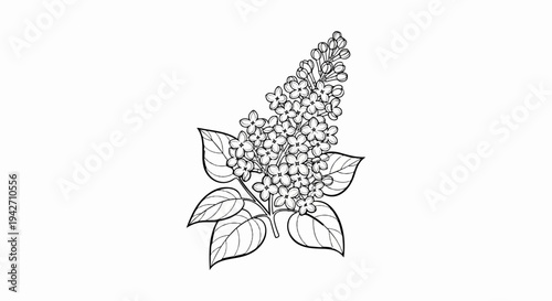 Delicate black and white illustration of a flowering lilac branch with leaves