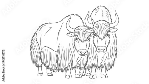 Majestic Yak Duo: Two yaks stand in close proximity, their thick, shaggy coats and imposing horns creating a powerful display of the mountains.