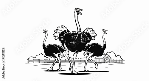 Three ostriches in a landscape with a barn and fence