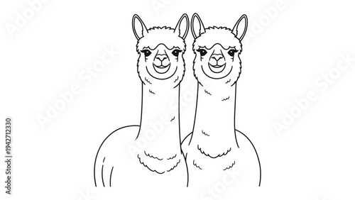 Playful Alpaca Duo: A charming duo of alpacas stand side-by-side, their expressive faces and long necks create a captivating image. A simple yet delightful picture