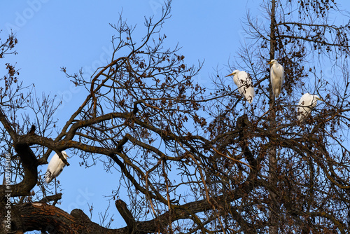 Photos Flock of great white egrets (Ardea alba) roosting, bare trees branches, cold winter and blue sky