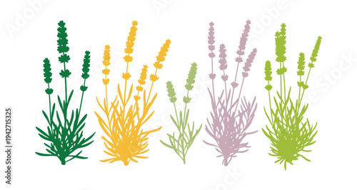 Lavender botanical elements in clean vector design.