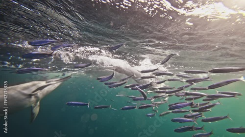 common dolphins hunt sardine run fish bait ball Underwater footage of South Africa. Amazing shot dolphins attacking pod of fish in Atlantic ocean. Marine aquatic mammals wildlife of Africa concept.
