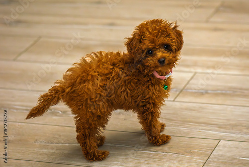 Teacup poodle puppies are very cute.