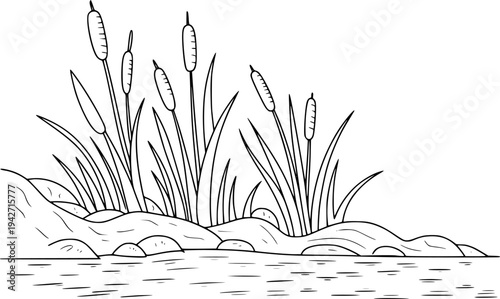 Black and white line of cattails growing by a rocky shore with water reed bulrush