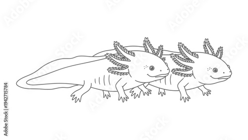Axolotl Duo Illustration: A charming illustration showcases two axolotls, capturing their unique features and friendly demeanor. The playful depiction is perfect for various creative projects.