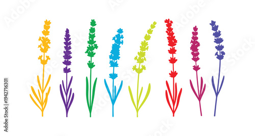 Lavender flower collection in colorful vector illustration.