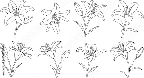 Collection of line lily flowers and buds isolated a white background floral botanical