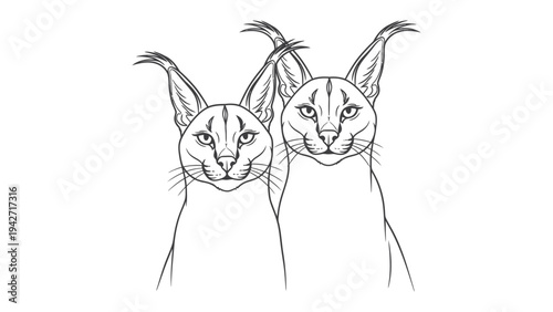 Graceful Caracal Duo: A detailed line drawing showcases the striking gaze of two caracals, with their distinctive tufted ears, exuding an air of feline elegance.