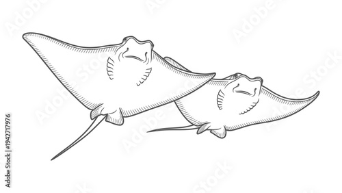 Graceful Rays: Two elegant rays glide effortlessly through the ocean's depths, showcasing their unique form and graceful movement.